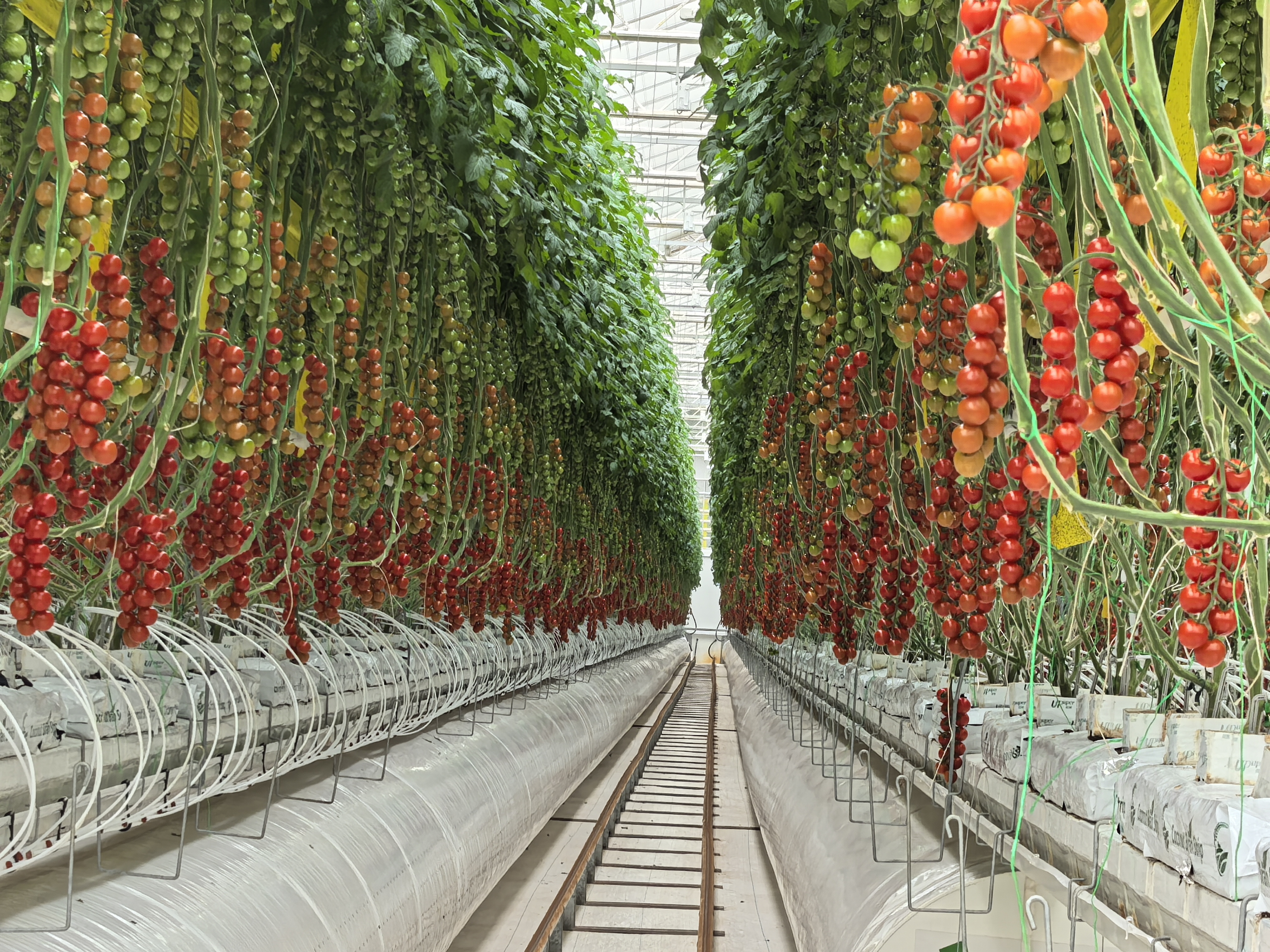 XinJiang Tomato Greenhouse