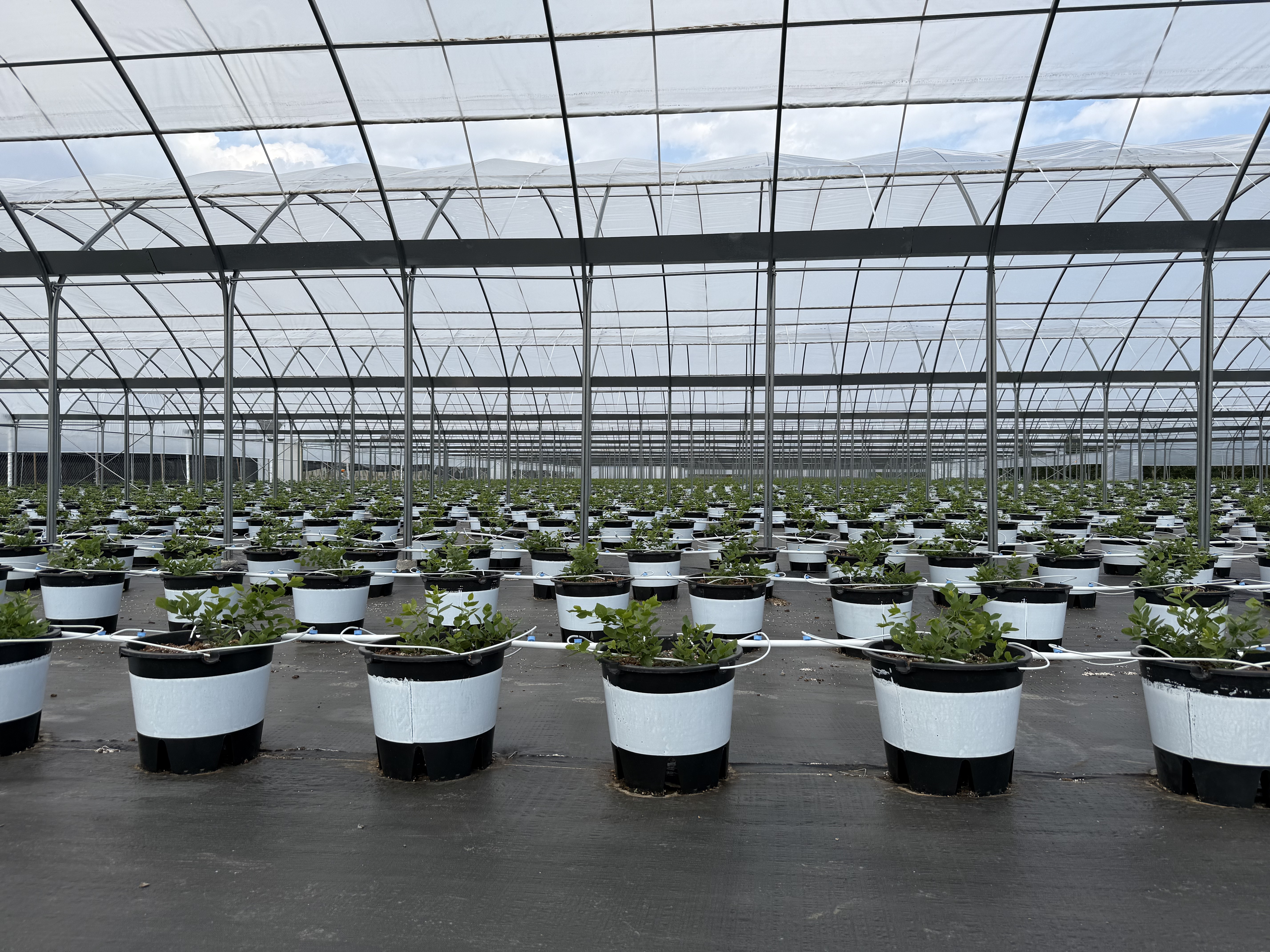 Yunnan Blueberry Park